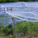Physical Protection Nets for Crops