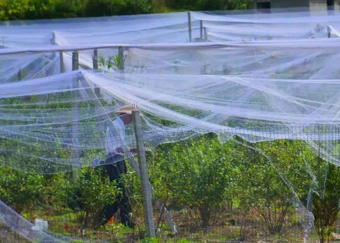 Physical Protection Nets for Crops