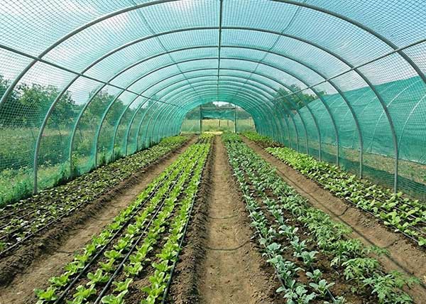 Bird Net Tunnel Structure for Seedlings