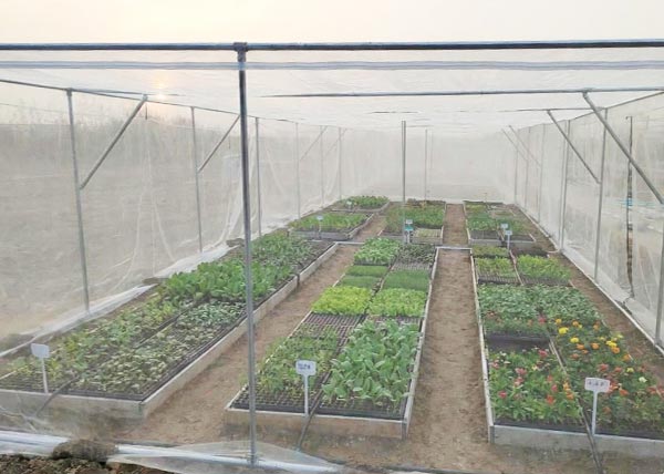 Nursery Pest Control - Anti Insect Net Structure