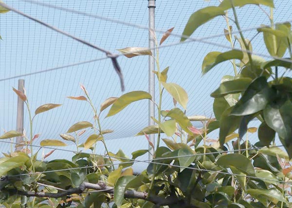 Orchard Bird Nettings