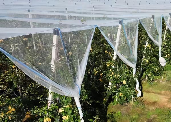 Vineyard Anti-Hail Nets
