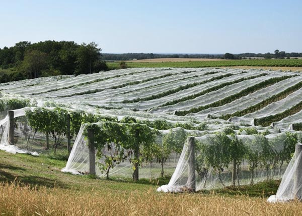 Vineyard Bird Netting