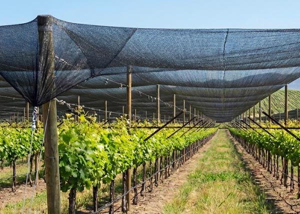 Vineyard Shade Nets