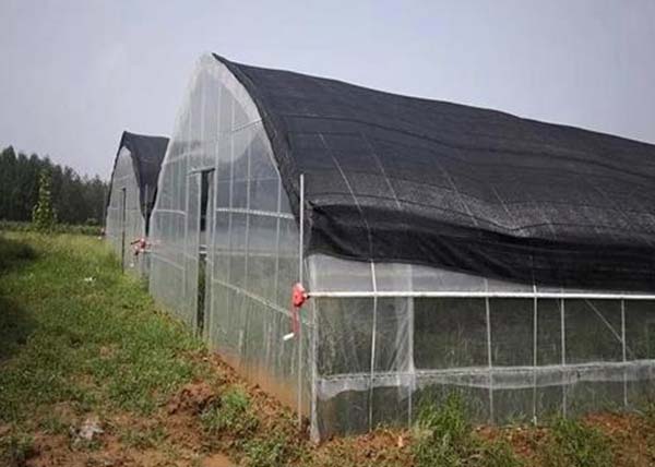 Shade netting installed on a polytunnel