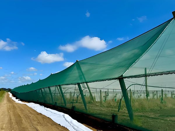 Windbreak nets in a kiwifruit orchard can help reduce crosswinds from outside