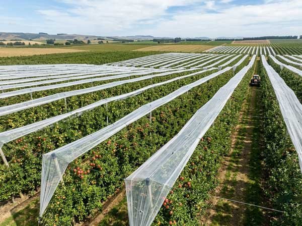 Commercial orchard netting