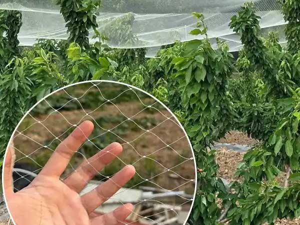 Orchard bird netting