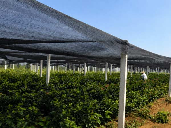 Orchard shade netting