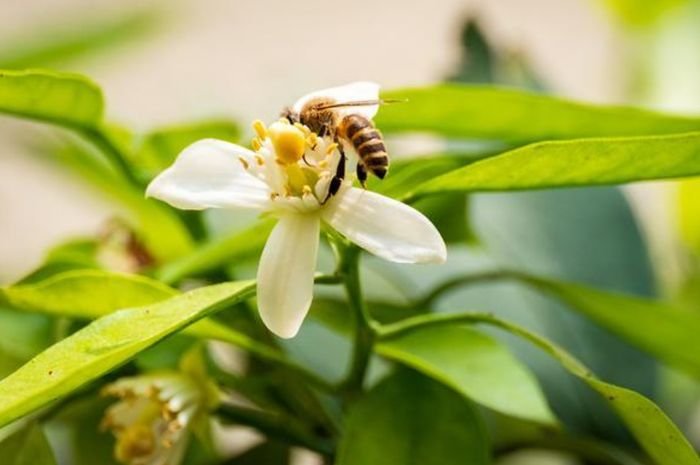 Citrus flower pollination
