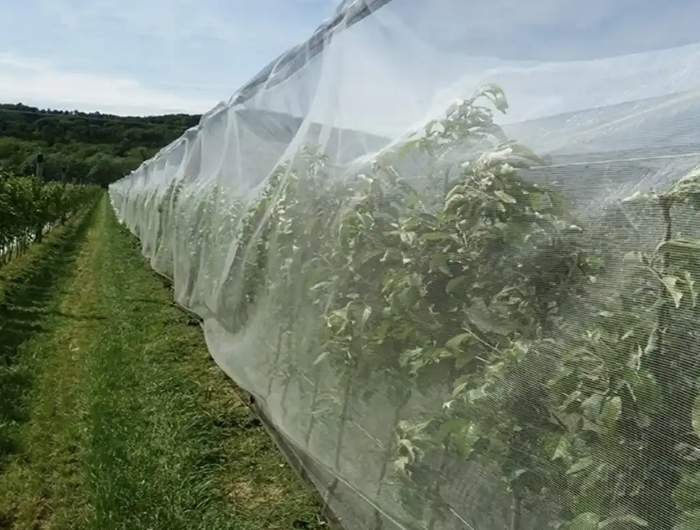 Citrus orchard bee netting