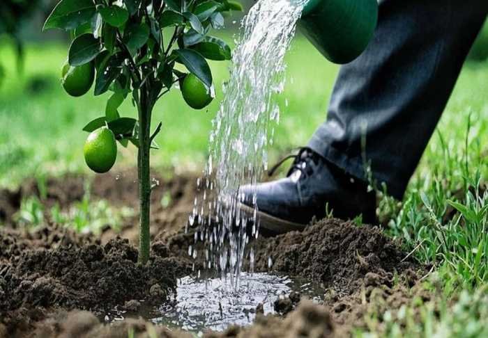 Citrus orchard irrigation