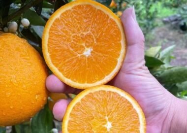 Seedless citrus