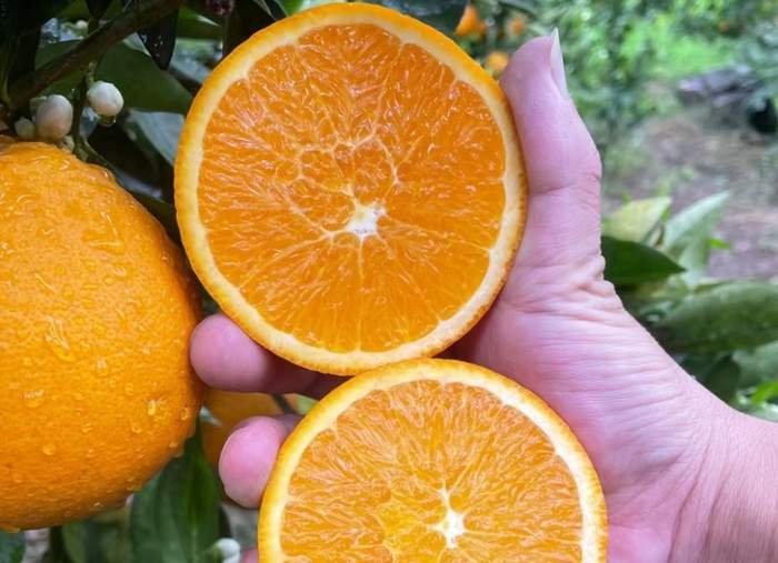 Seedless citrus