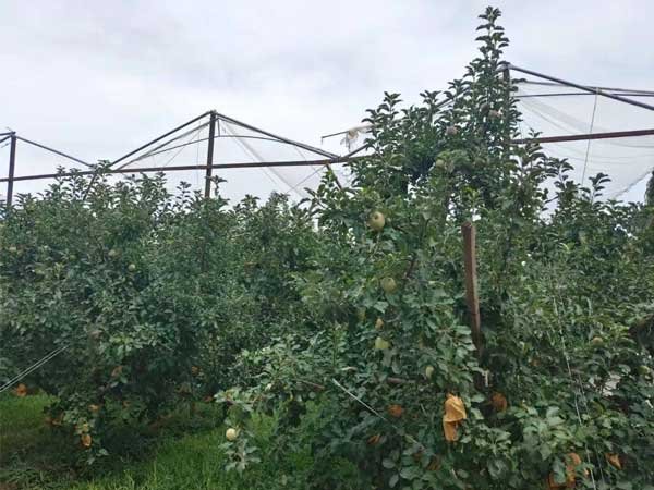 Anti-Hail Netting in an Apple Orchard in Aksu, Xinjiang