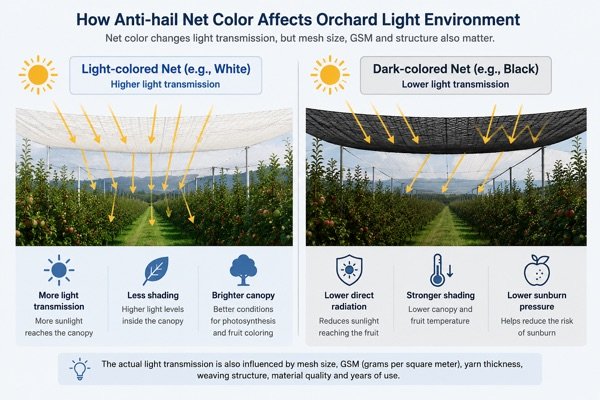 Comparison diagram showing how white and black anti-hail net colors affect orchard light transmission