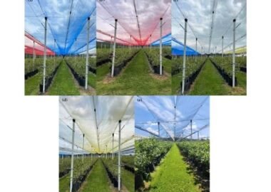 Colored photoselective anti-hail nets installed over orchard rows