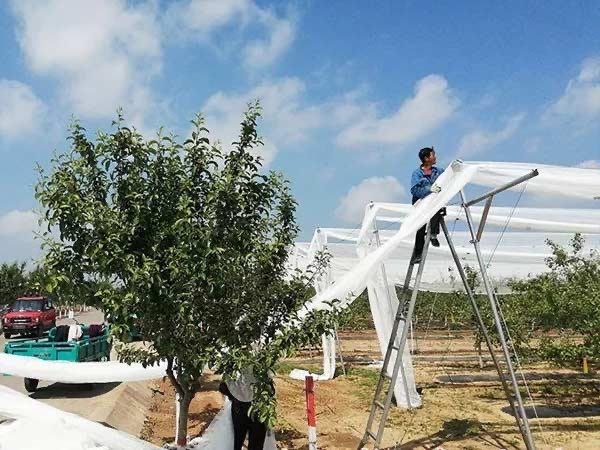 White anti-hail net being installed over orchard support frames