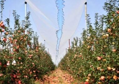 Anti-hail netting installed above a commercial apple orchard