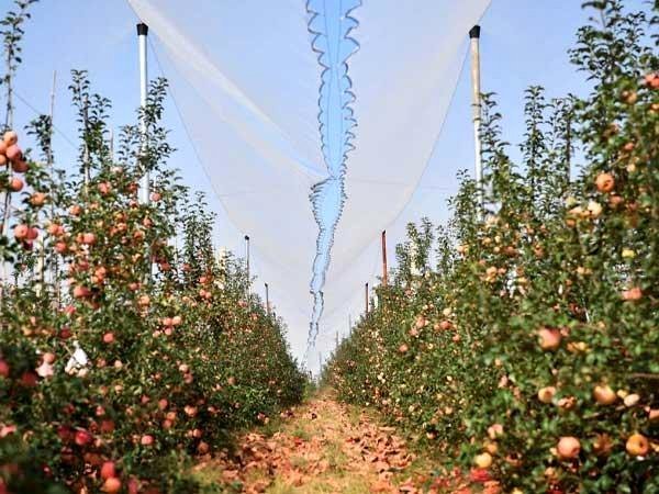 Anti-hail netting installed above a commercial apple orchard