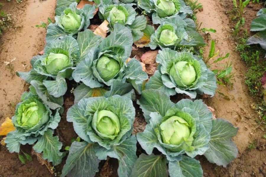 Cabbage with intact outer leaves in Nigeria