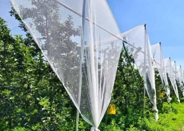 White anti-hail netting installed over rows in a commercial orchard
