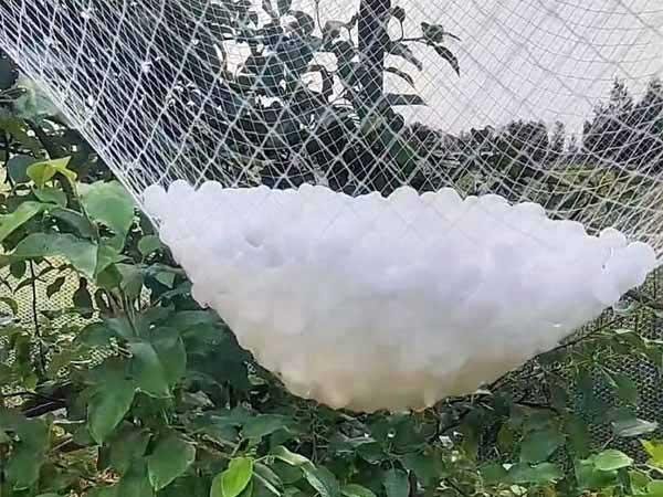 Hailstones collected in white anti-hail netting above orchard foliage