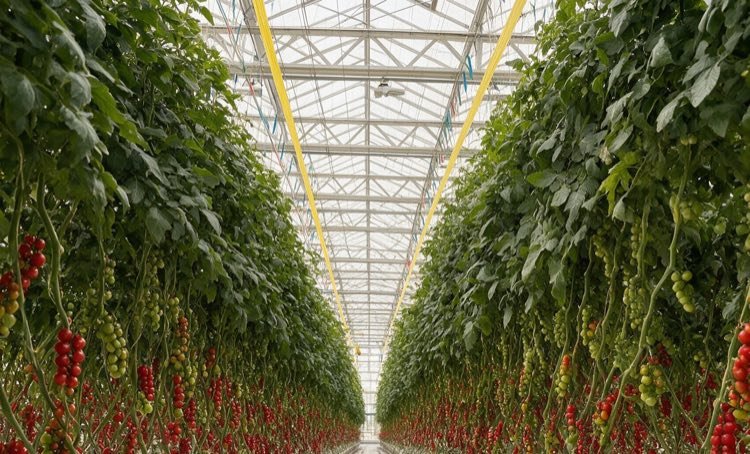 Tomato crops growing in rows inside a commercial greenhouse in Kazakhstan