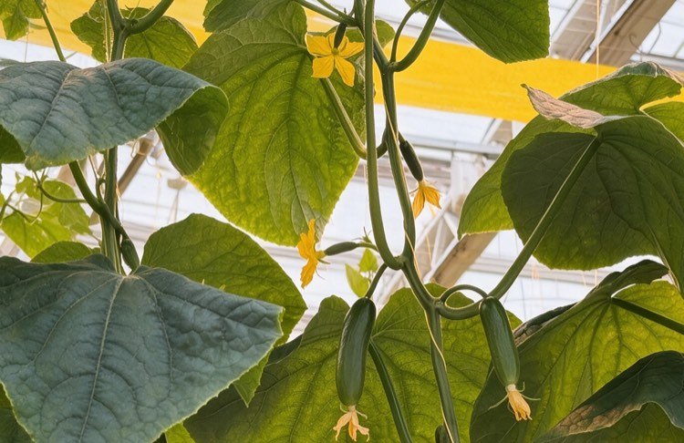 Cucumber plants growing beneath a yellow thermal screen in a Kazakhstan commercial greenhouse