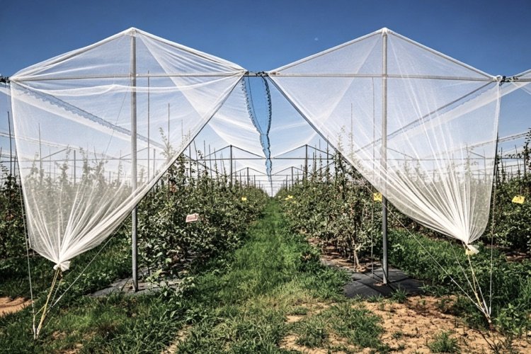 Anti-hail net structure installed over apple trees in an orchard