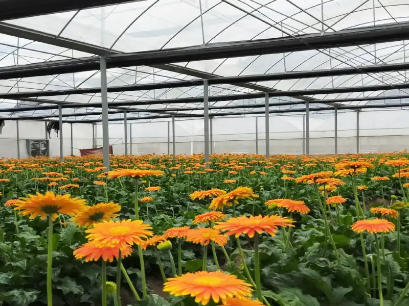 Commercial greenhouse used for flower production in Colombia