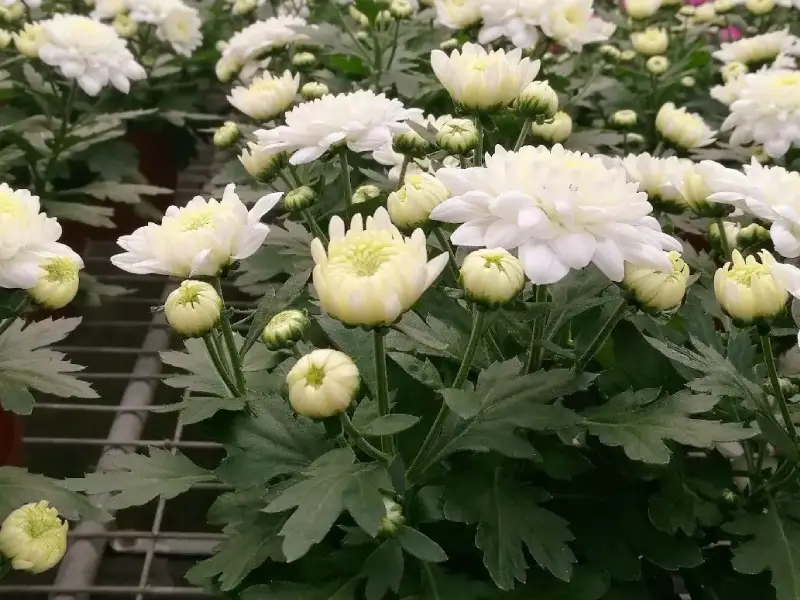 White chrysanthemums grown for commercial flower production in Colombia