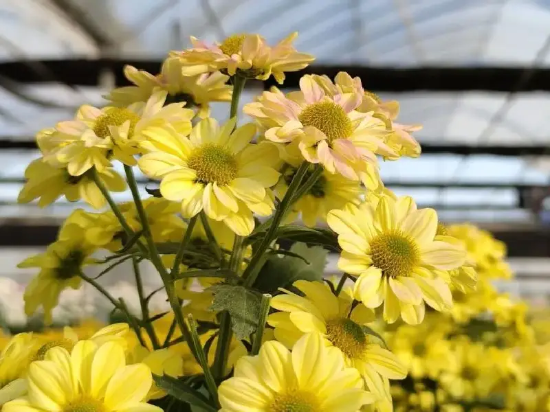 Yellow chrysanthemums growing in a commercial blackout greenhouse in Colombia
