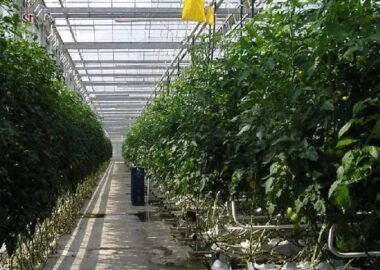 Tomato crop rows in a greenhouse with bright upper canopy and lower shaded areas