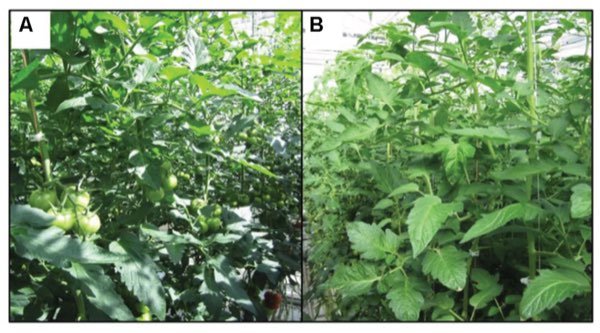 Tomato canopies under direct light and diffuse light in a greenhouse