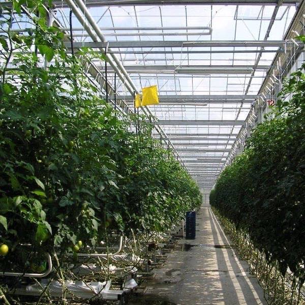 Tall tomato crop canopy below a greenhouse roof structure with lower leaves in shade