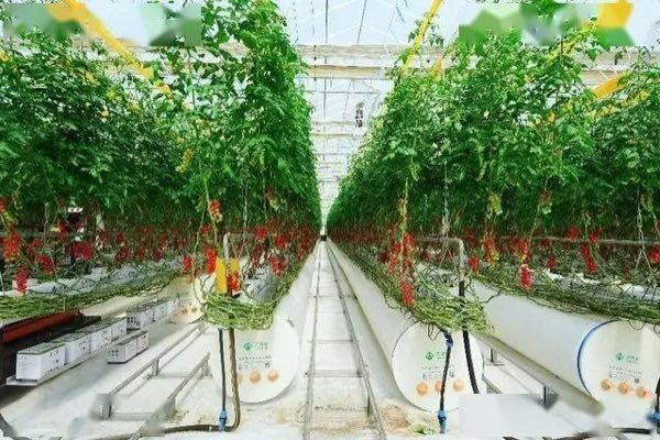 White ground cover installed below tomato rows in a commercial greenhouse