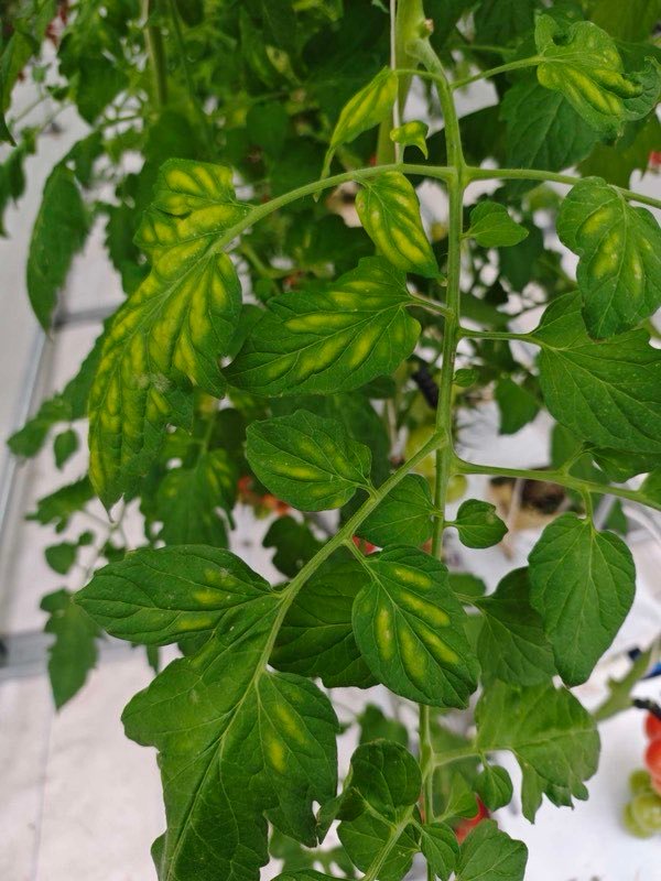 Yellowing lower leaves on a tomato plant in a greenhouse