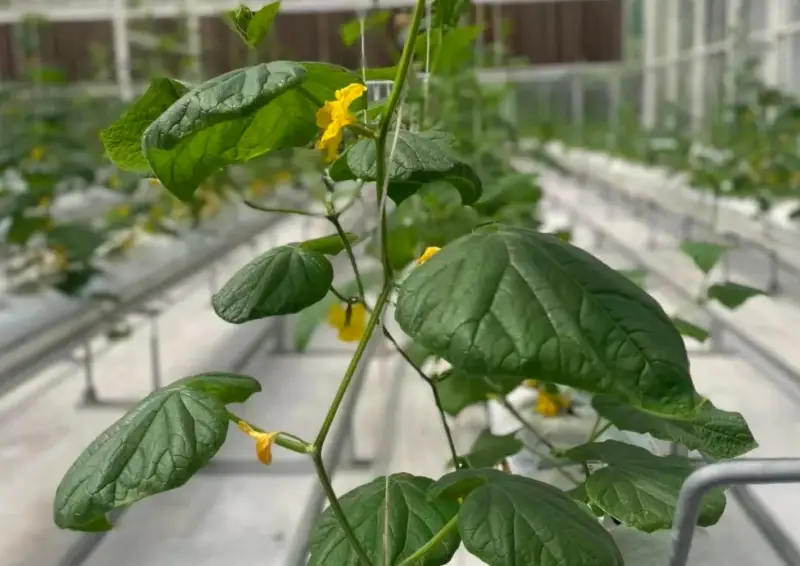 Cucumber plants in a commercial greenhouse using a European greenhouse system