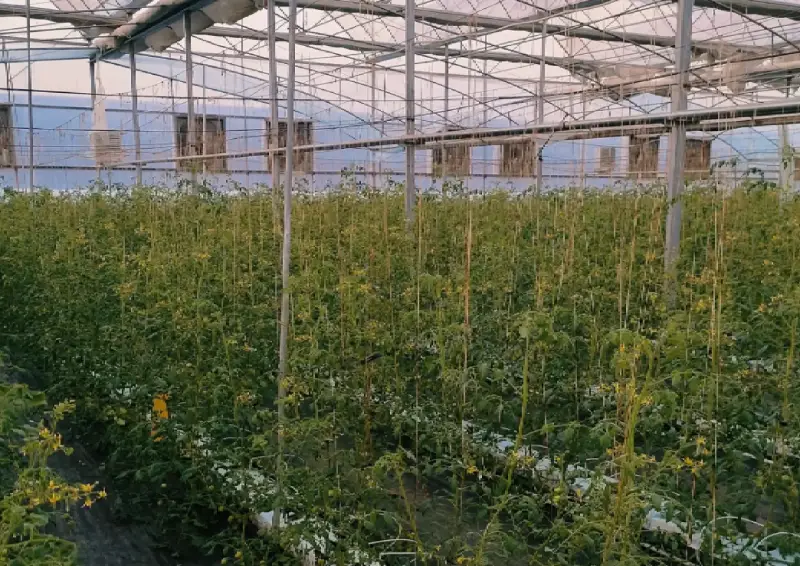 Tomato plants growing in a local film greenhouse in Uzbekistan