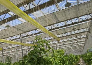 Thermax thermal screens installed above tomato crops in a commercial greenhouse